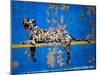 Bronx Zoo-Banksy-Mounted Giclee Print