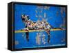 Bronx Zoo-Banksy-Framed Stretched Canvas