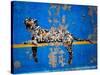 Bronx Zoo-Banksy-Stretched Canvas