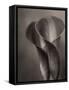 Bronze Calla Lily - 2-James M. Hunt-Framed Stretched Canvas