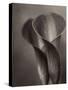 Bronze Calla Lily - 2-James M. Hunt-Stretched Canvas