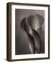 Bronze Calla Lily - 2-James M. Hunt-Framed Photographic Print