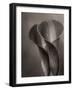 Bronze Calla Lily - 2-James M. Hunt-Framed Photographic Print