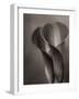Bronze Calla Lily - 2-James M. Hunt-Framed Photographic Print