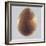 Bronze Egg, 2014-Lincoln Seligman-Framed Giclee Print