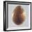 Bronze Egg, 2014-Lincoln Seligman-Framed Giclee Print