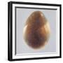 Bronze Egg, 2014-Lincoln Seligman-Framed Giclee Print