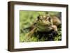 Bronze Frog in Jean Lafitte National Historical Park and Preserve, New Orleans, Louisiana-Karine Aigner-Framed Photographic Print