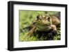 Bronze Frog in Jean Lafitte National Historical Park and Preserve, New Orleans, Louisiana-Karine Aigner-Framed Photographic Print