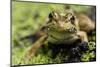 Bronze Frog in Jean Lafitte National Historical Park and Preserve, New Orleans, Louisiana-Karine Aigner-Mounted Photographic Print