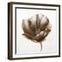 Bronze Poppy-Drotar Drotar-Framed Giclee Print