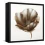 Bronze Poppy-Drotar Drotar-Framed Stretched Canvas