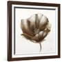 Bronze Poppy-Drotar Drotar-Framed Giclee Print