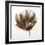 Bronze Poppy-Drotar Drotar-Framed Giclee Print