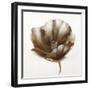 Bronze Poppy-Drotar Drotar-Framed Giclee Print