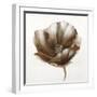 Bronze Poppy-Drotar Drotar-Framed Giclee Print