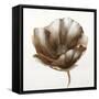 Bronze Poppy-Drotar Drotar-Framed Stretched Canvas