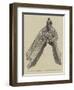 Bronze Prow of a Roman Galley from the Battle of Actium, BC 31-null-Framed Giclee Print