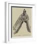 Bronze Prow of a Roman Galley from the Battle of Actium, BC 31-null-Framed Giclee Print