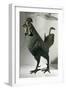 Bronze Statue of Rooster from Saône River at Lyon-null-Framed Giclee Print