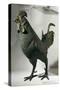 Bronze Statue of Rooster from Saône River at Lyon-null-Stretched Canvas