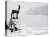 Bronze Statue of Slovenian Antelope in the Snow, Slovenia-Christian Kober-Stretched Canvas