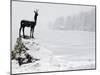 Bronze Statue of Slovenian Antelope in the Snow, Slovenia-Christian Kober-Mounted Photographic Print