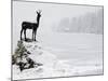 Bronze Statue of Slovenian Antelope in the Snow, Slovenia-Christian Kober-Mounted Photographic Print