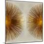 Bronze Sunburst II-Abby Young-Mounted Art Print