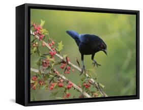 Bronzed Cowbird landing on Agarita, Rio Grande Valley, South Texas USA-Rolf Nussbaumer-Framed Stretched Canvas