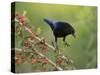 Bronzed Cowbird landing on Agarita, Rio Grande Valley, South Texas USA-Rolf Nussbaumer-Stretched Canvas