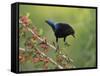 Bronzed Cowbird landing on Agarita, Rio Grande Valley, South Texas USA-Rolf Nussbaumer-Framed Stretched Canvas