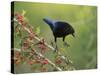 Bronzed Cowbird landing on Agarita, Rio Grande Valley, South Texas USA-Rolf Nussbaumer-Stretched Canvas