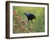 Bronzed Cowbird landing on Agarita, Rio Grande Valley, South Texas USA-Rolf Nussbaumer-Framed Photographic Print