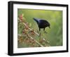 Bronzed Cowbird landing on Agarita, Rio Grande Valley, South Texas USA-Rolf Nussbaumer-Framed Photographic Print