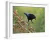 Bronzed Cowbird landing on Agarita, Rio Grande Valley, South Texas USA-Rolf Nussbaumer-Framed Photographic Print