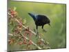 Bronzed Cowbird landing on Agarita, Rio Grande Valley, South Texas USA-Rolf Nussbaumer-Mounted Premium Photographic Print