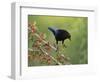 Bronzed Cowbird landing on Agarita, Rio Grande Valley, South Texas USA-Rolf Nussbaumer-Framed Photographic Print