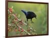 Bronzed Cowbird landing on Agarita, Rio Grande Valley, South Texas USA-Rolf Nussbaumer-Framed Photographic Print