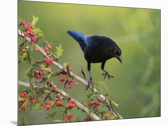 Bronzed Cowbird landing on Agarita, Rio Grande Valley, South Texas USA-Rolf Nussbaumer-Mounted Photographic Print