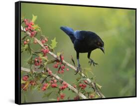 Bronzed Cowbird landing on Agarita, Rio Grande Valley, South Texas USA-Rolf Nussbaumer-Framed Stretched Canvas