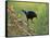 Bronzed Cowbird landing on Agarita, Rio Grande Valley, South Texas USA-Rolf Nussbaumer-Framed Stretched Canvas