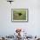 Bronzed Cowbird landing on Agarita, Rio Grande Valley, South Texas USA-Rolf Nussbaumer-Framed Photographic Print displayed on a wall