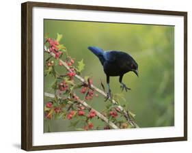 Bronzed Cowbird landing on Agarita, Rio Grande Valley, South Texas USA-Rolf Nussbaumer-Framed Photographic Print