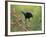 Bronzed Cowbird landing on Agarita, Rio Grande Valley, South Texas USA-Rolf Nussbaumer-Framed Photographic Print