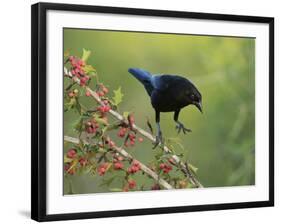 Bronzed Cowbird landing on Agarita, Rio Grande Valley, South Texas USA-Rolf Nussbaumer-Framed Photographic Print