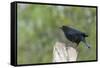 Bronzed Cowbird Perching on Tree Trunk-Gary Carter-Framed Stretched Canvas