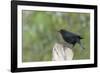 Bronzed Cowbird Perching on Tree Trunk-Gary Carter-Framed Photographic Print