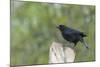 Bronzed Cowbird Perching on Tree Trunk-Gary Carter-Mounted Photographic Print