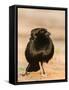 Bronzed Cowbird-Gary Carter-Framed Stretched Canvas